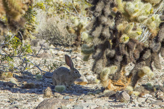 Image of Black-tailed Jackrabbit