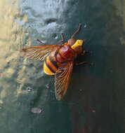 Image of hornet mimic hoverfly