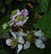 Image of Rubus nemoralis P. J. Müll.