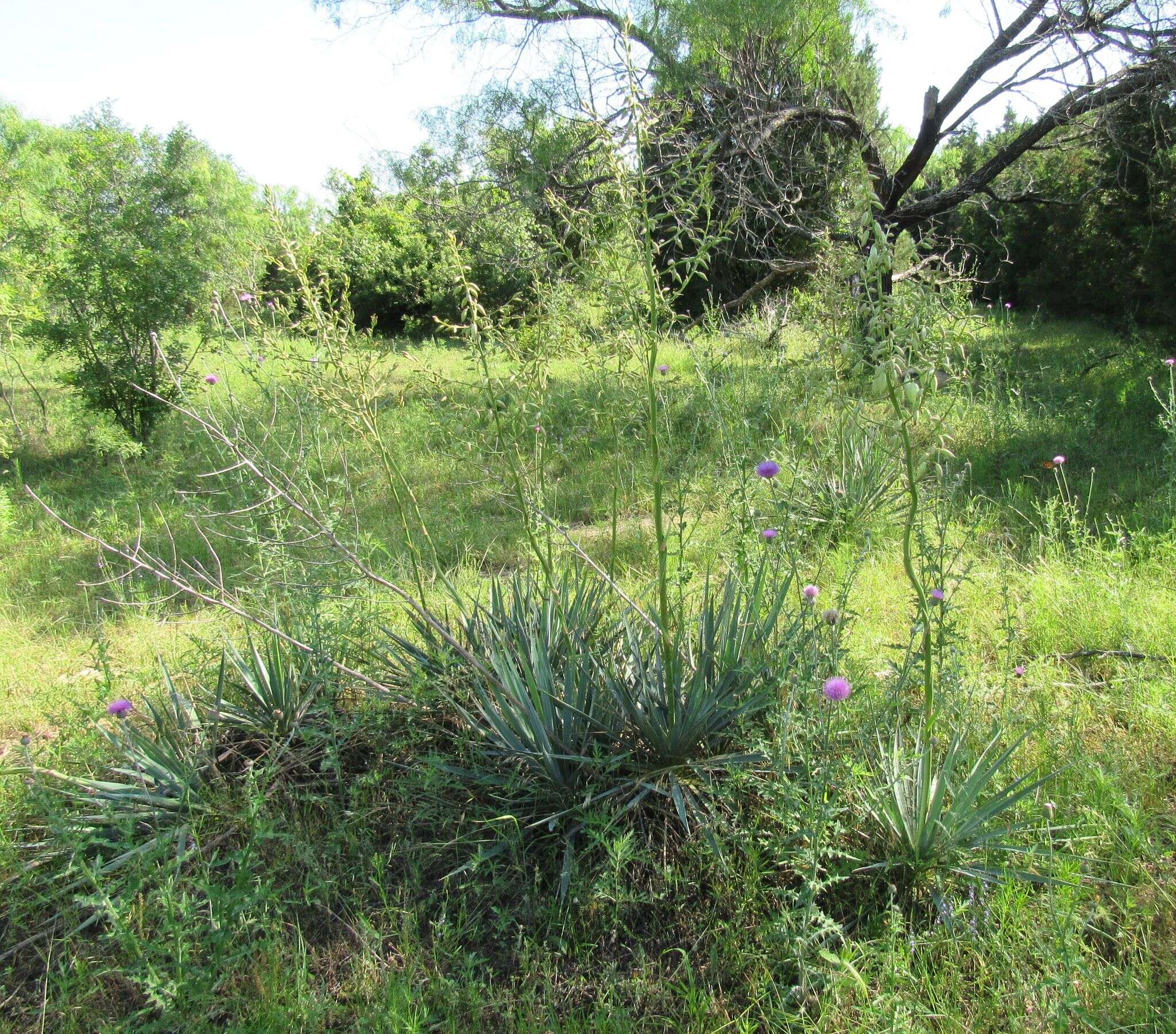 Image of Brazos River yucca