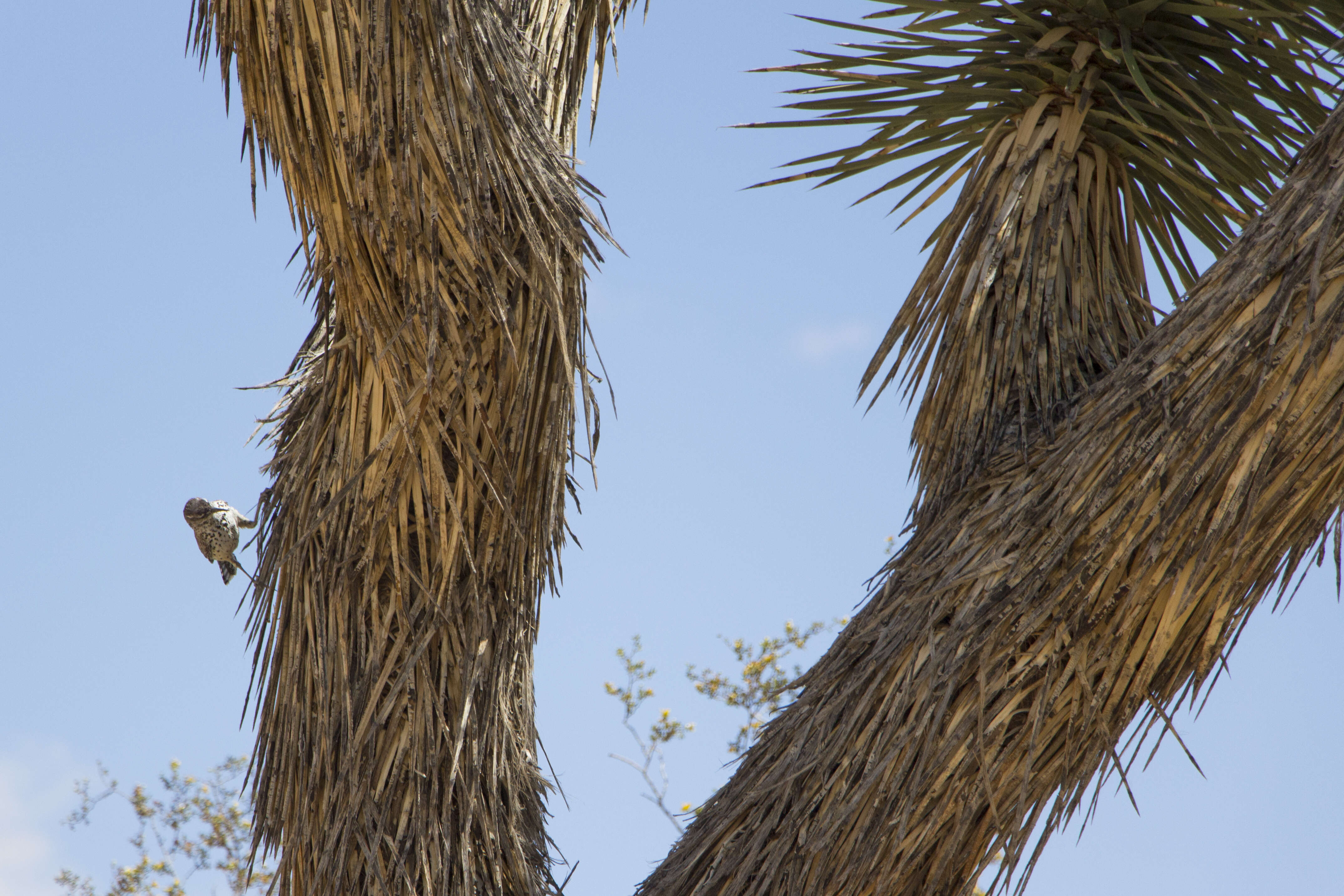 Image of Cactus Wren