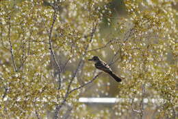 Image of Dusky-capped Flycatcher