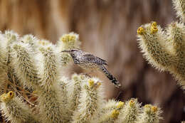 Image of teddybear cholla