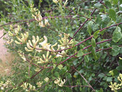 Image of southern honeysuckle