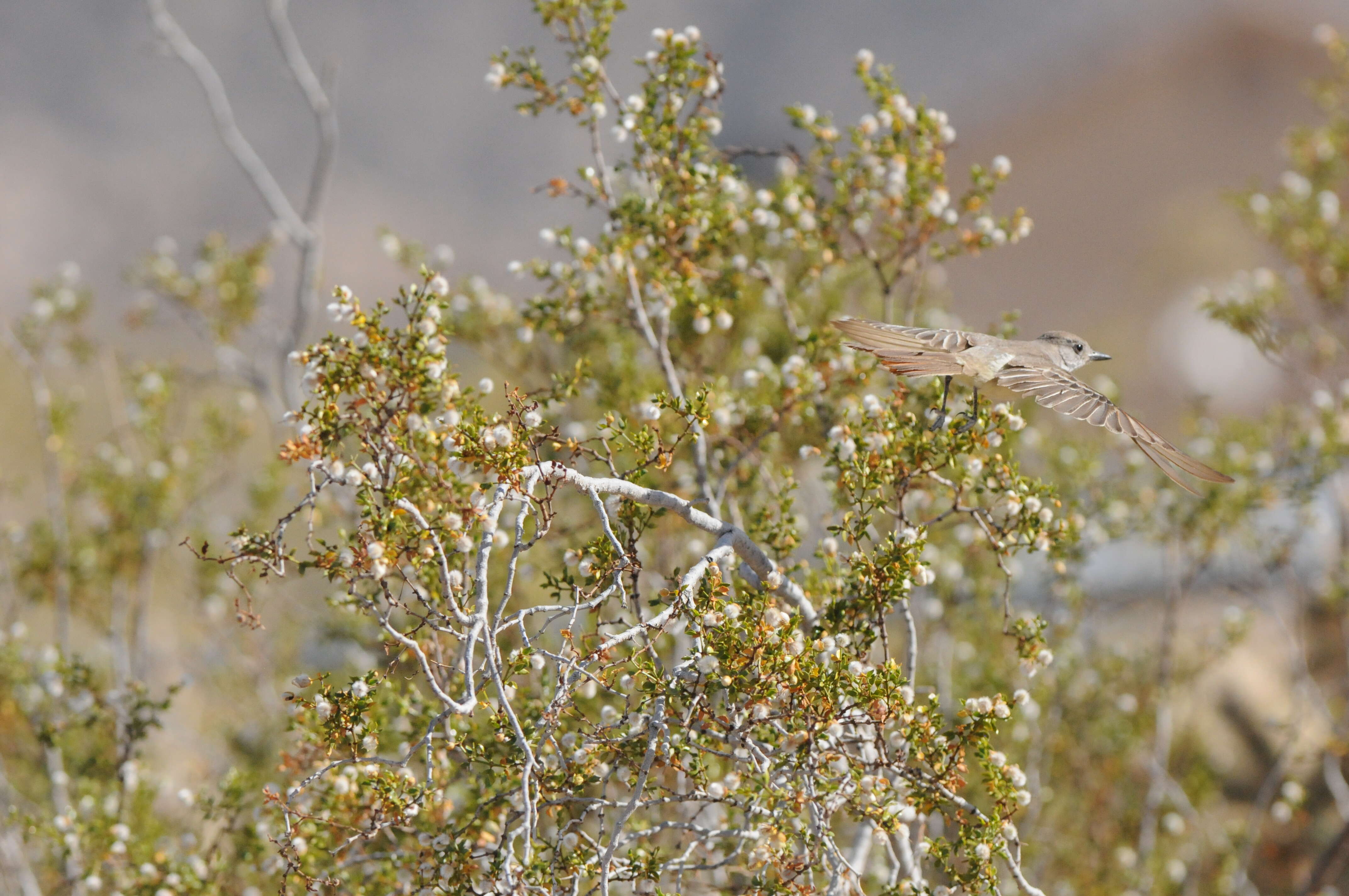 Image of Dusky-capped Flycatcher