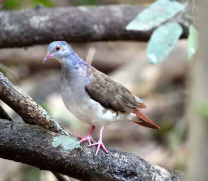 Image of Violaceous Quail-Dove