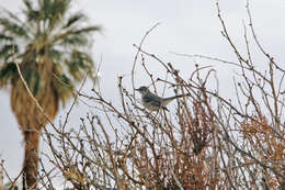 Image of Northern Mockingbird