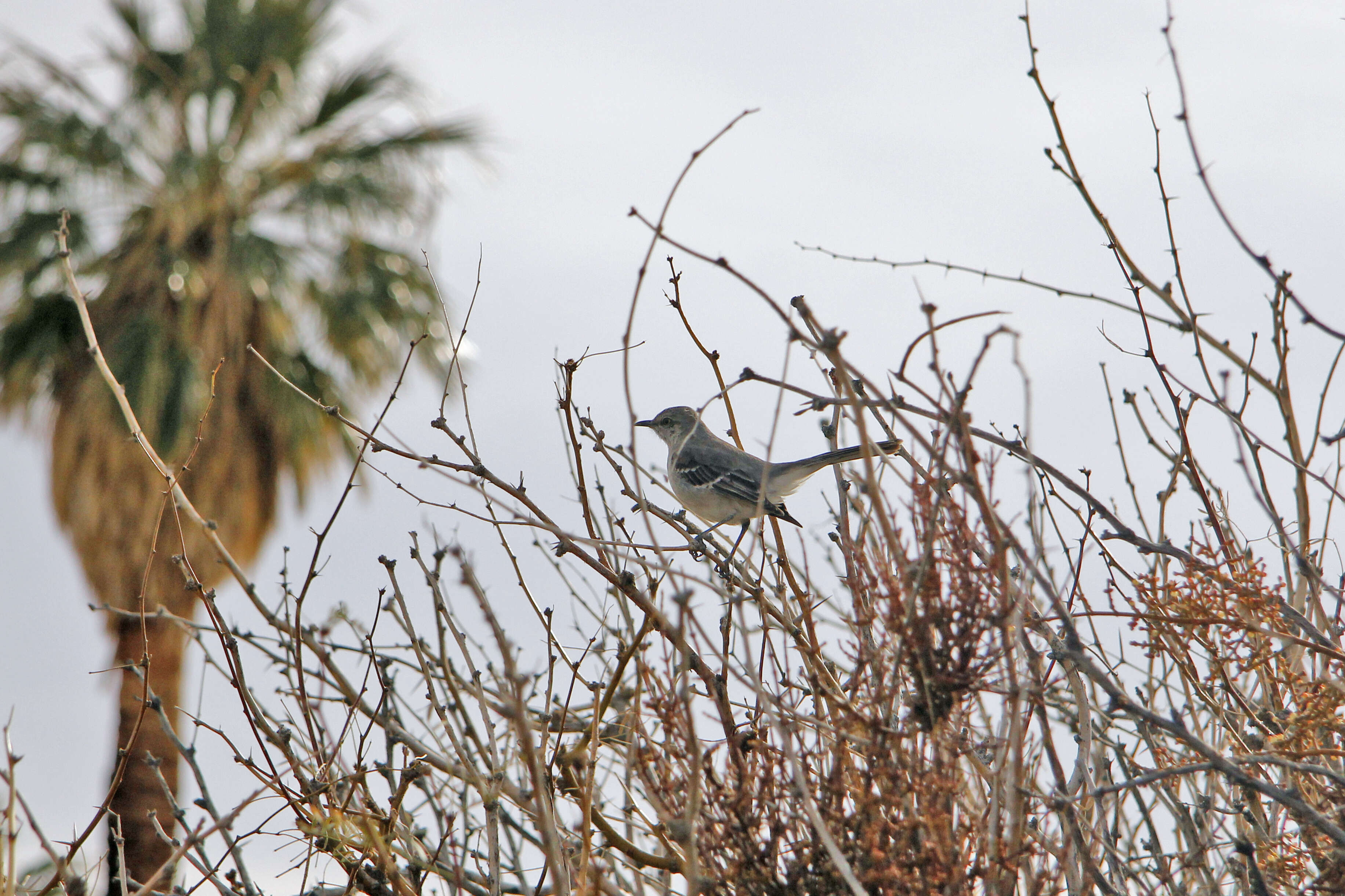 Image of Northern Mockingbird