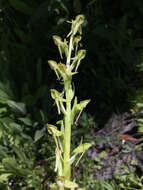 Image of Canyon Bog Orchid