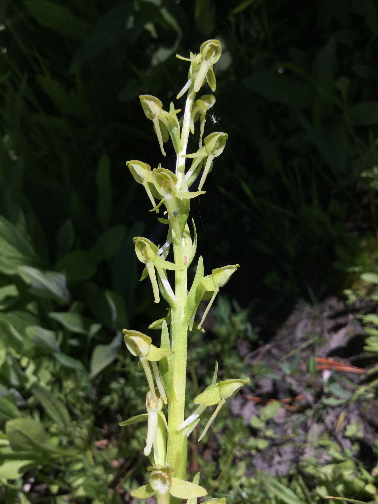 Image of Canyon Bog Orchid