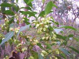 Image of Dodonaea triquetra Wendl.