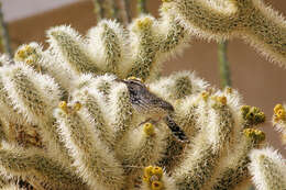 Image of teddybear cholla