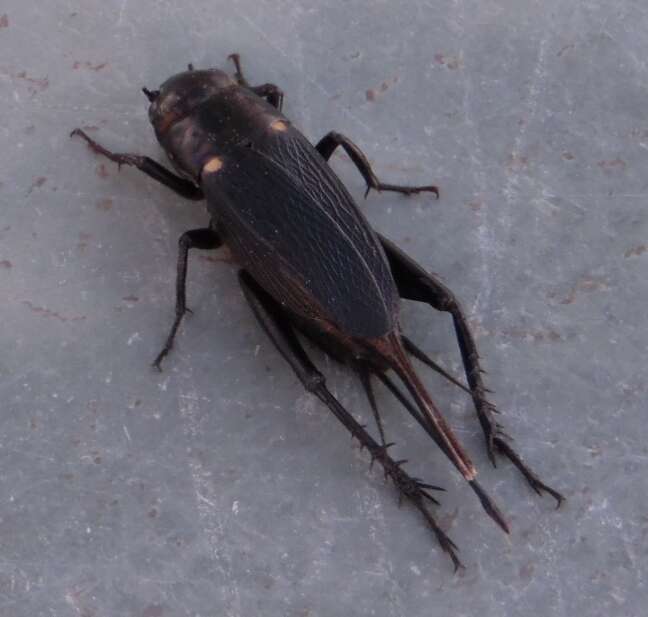 Image of Field cricket