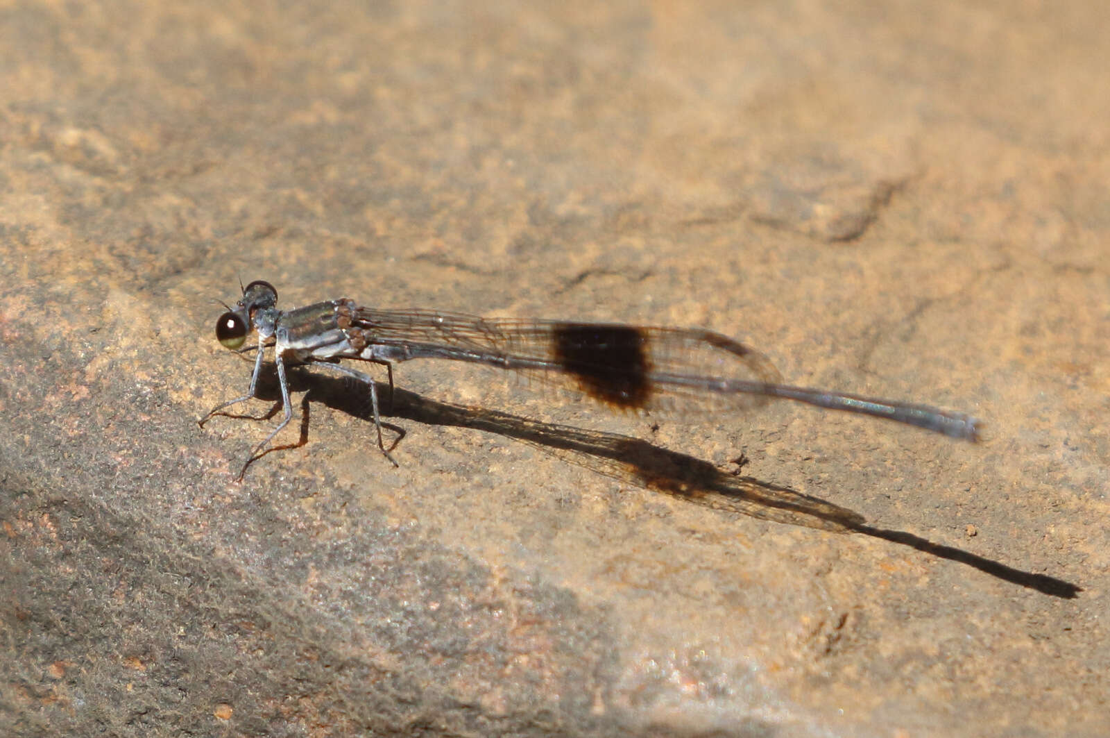 Image of Spot-winged Threadtail