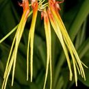 Image of <i>Bulbophyllum hirundinis</i> (Gagnep.) Seidenf.
