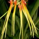 Image of Bulbophyllum hirundinis (Gagnep.) Seidenf.