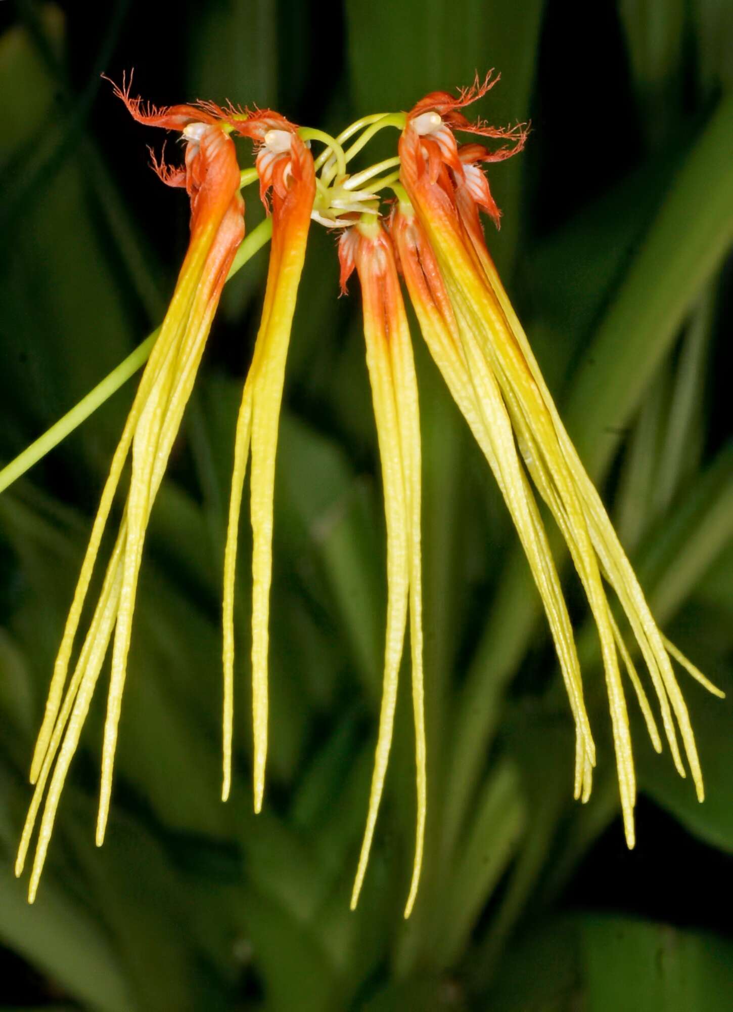 Image of Bulbophyllum hirundinis (Gagnep.) Seidenf.
