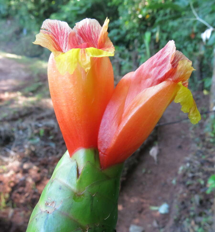 Image of Costus pictus D. Don