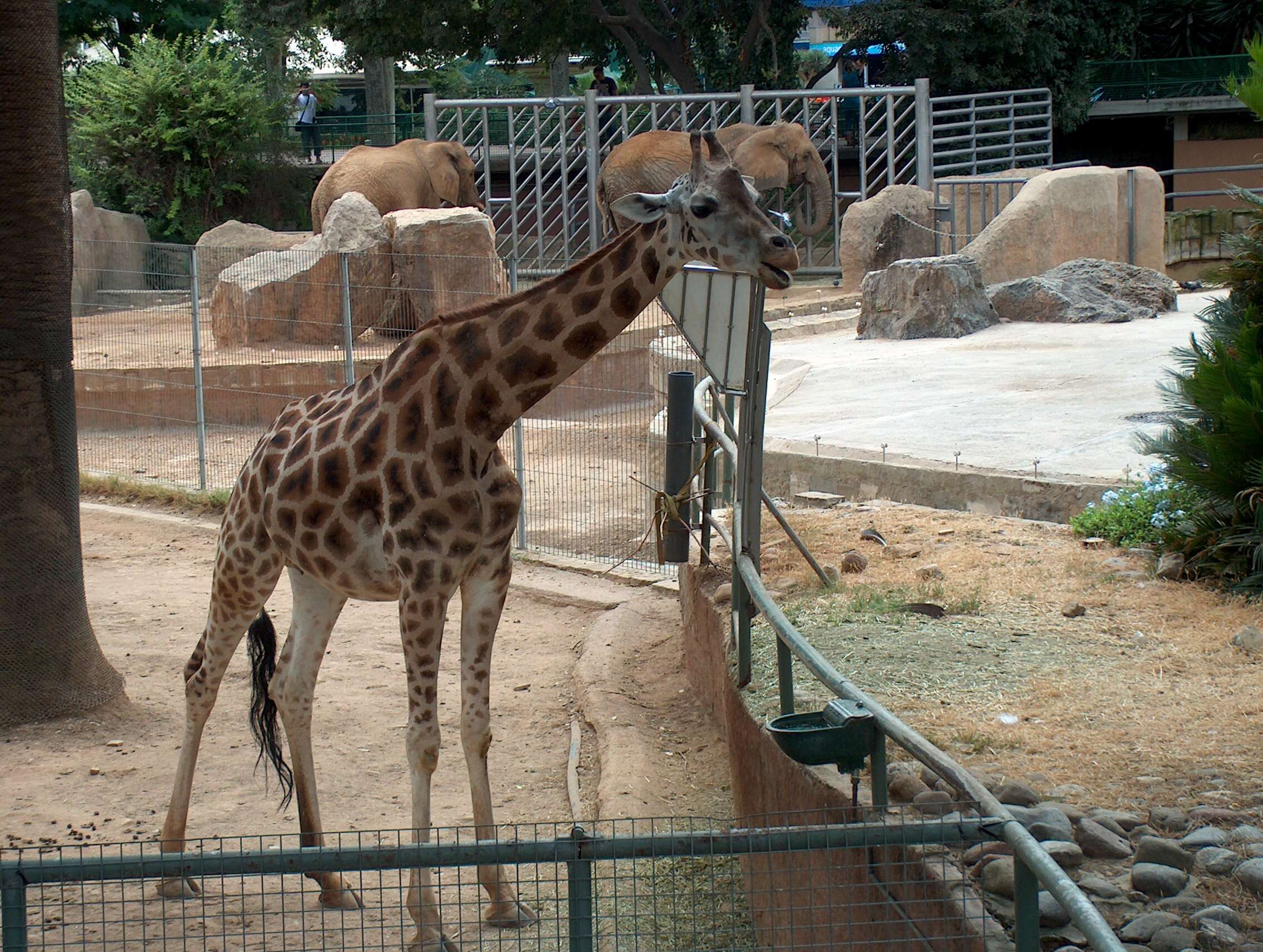 Image of Giraffe