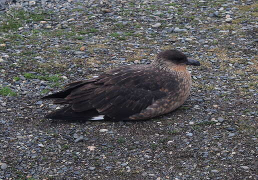 Image of Chilean Skua