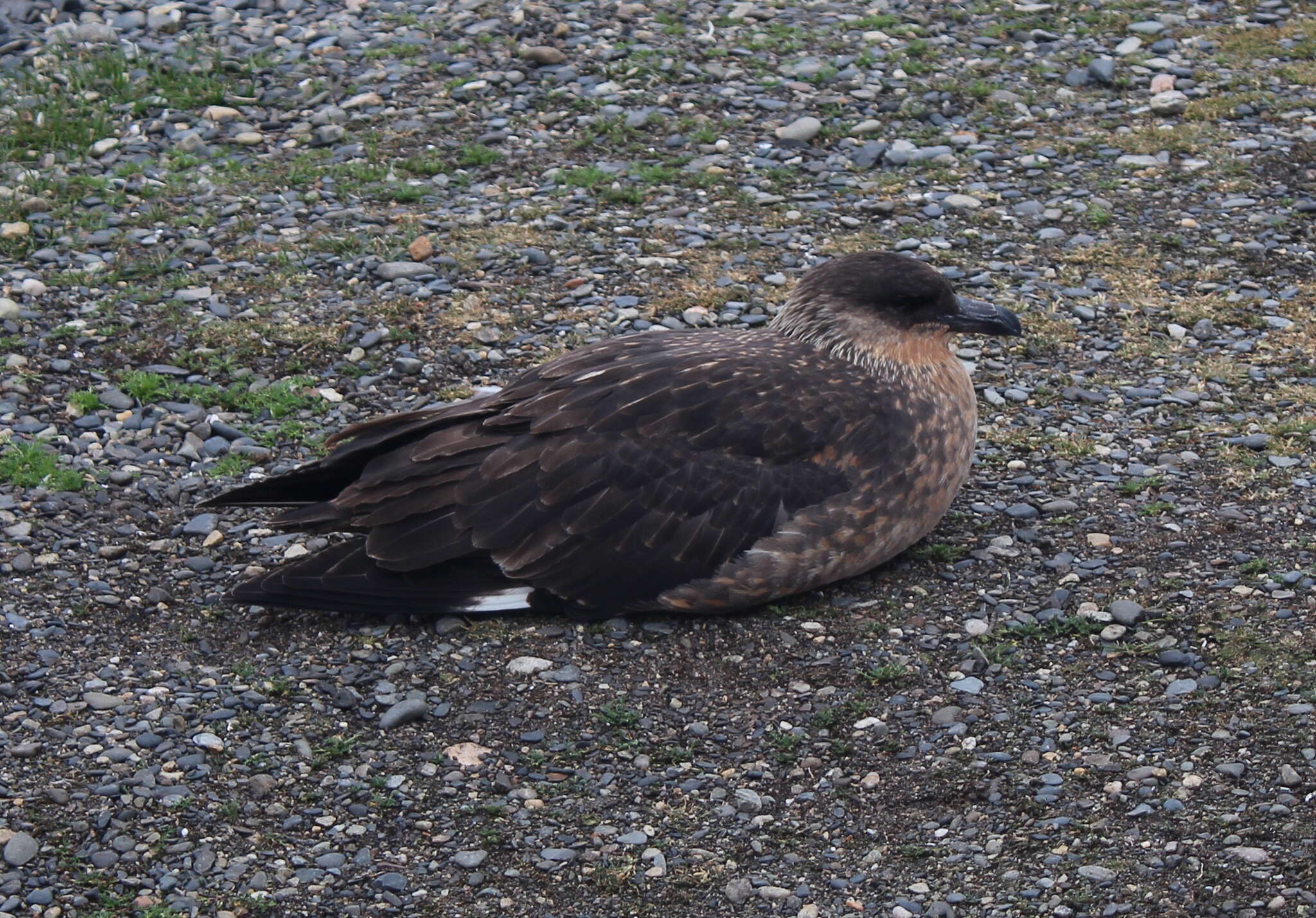 Plancia ëd Stercorarius chilensis Bonaparte 1857