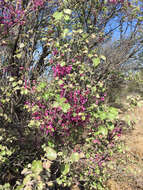 Слика од Cercis canadensis var. mexicana (Britton & Rose) M. Hopkins