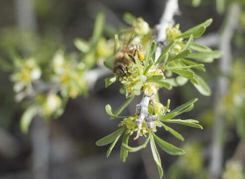 Prunus fasciculata (Torr.) Gray resmi