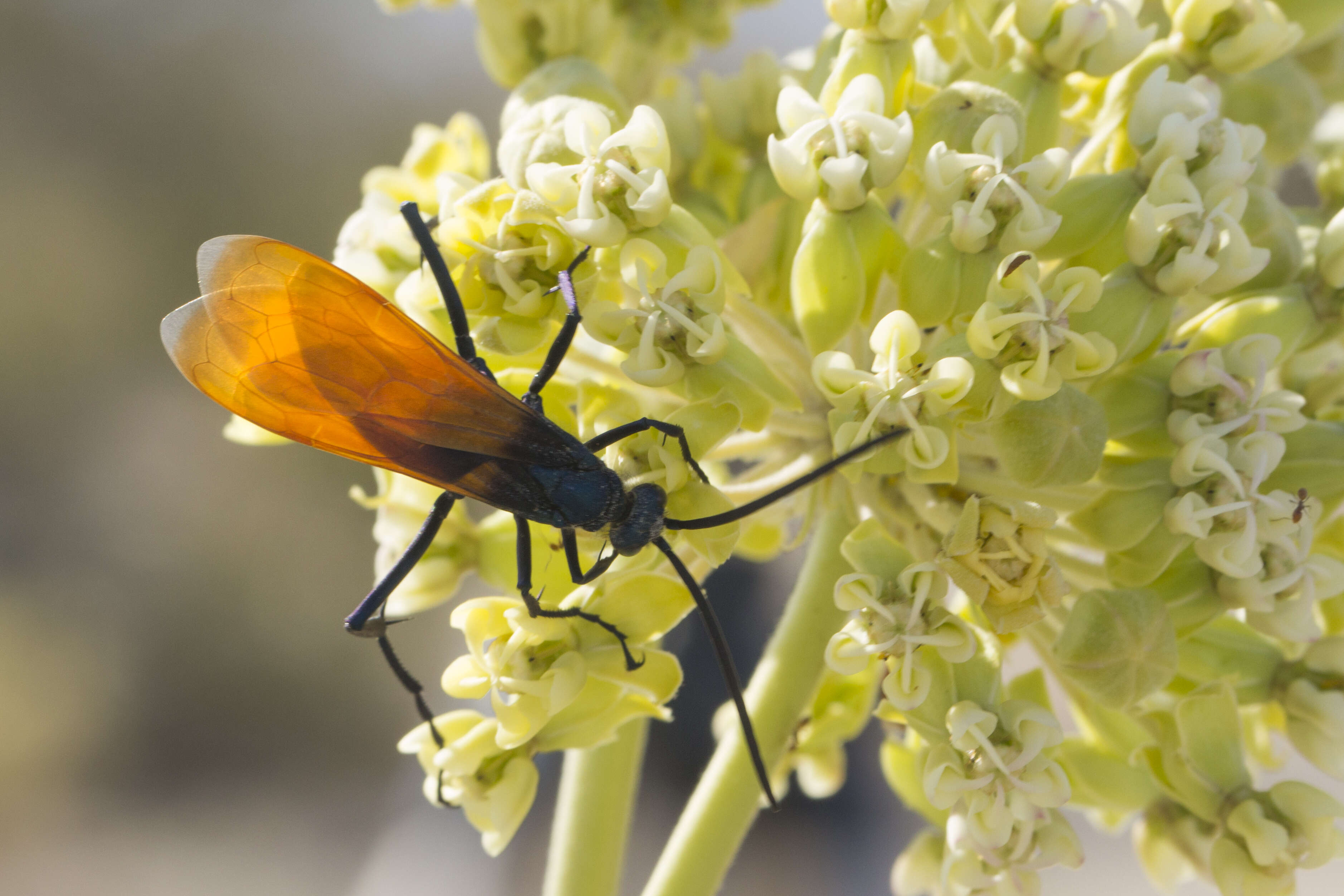 Image of Tarantula Hawks