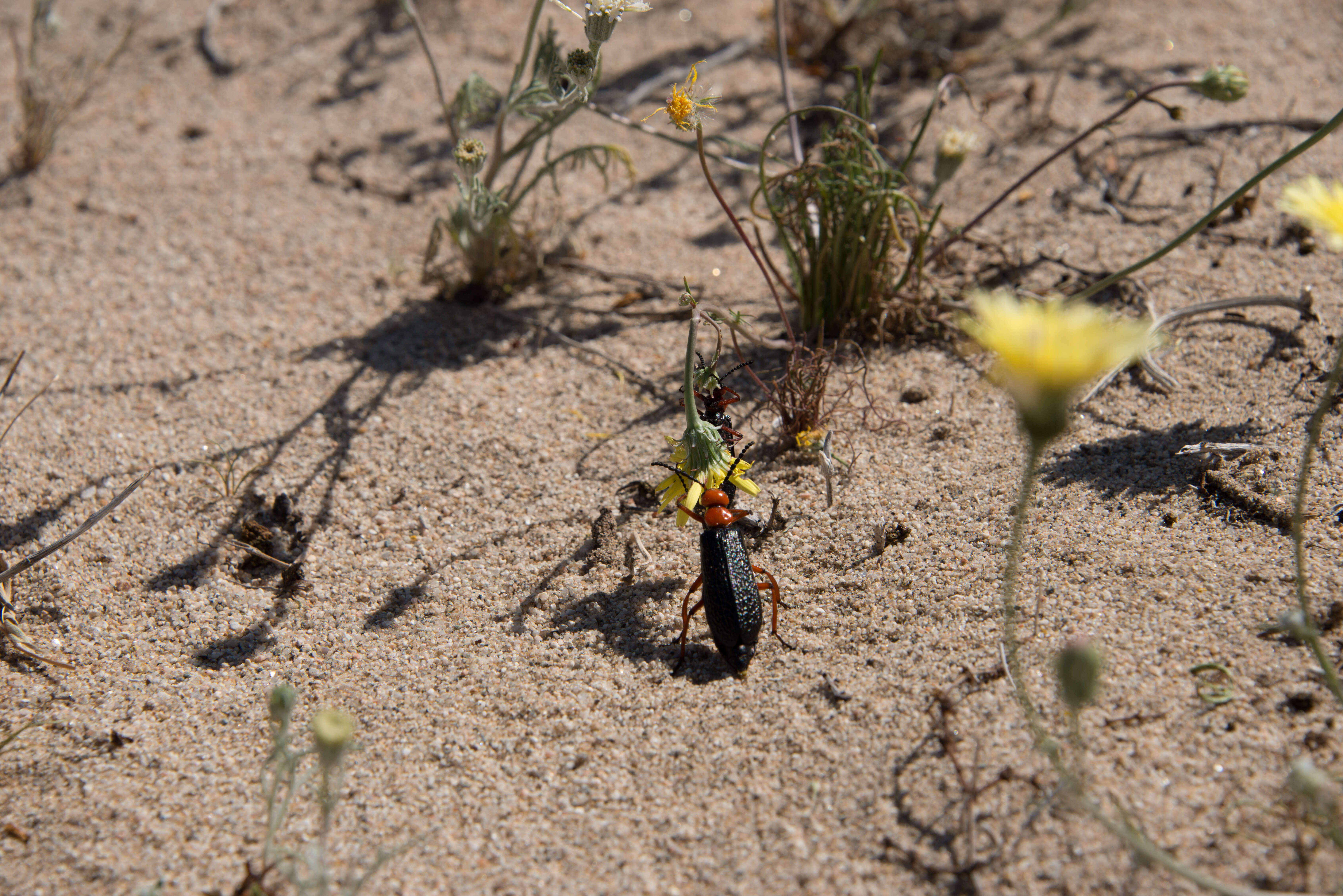 Image of Master Blister Beetle