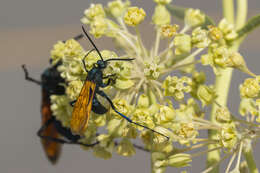 Image of Tarantula Hawks