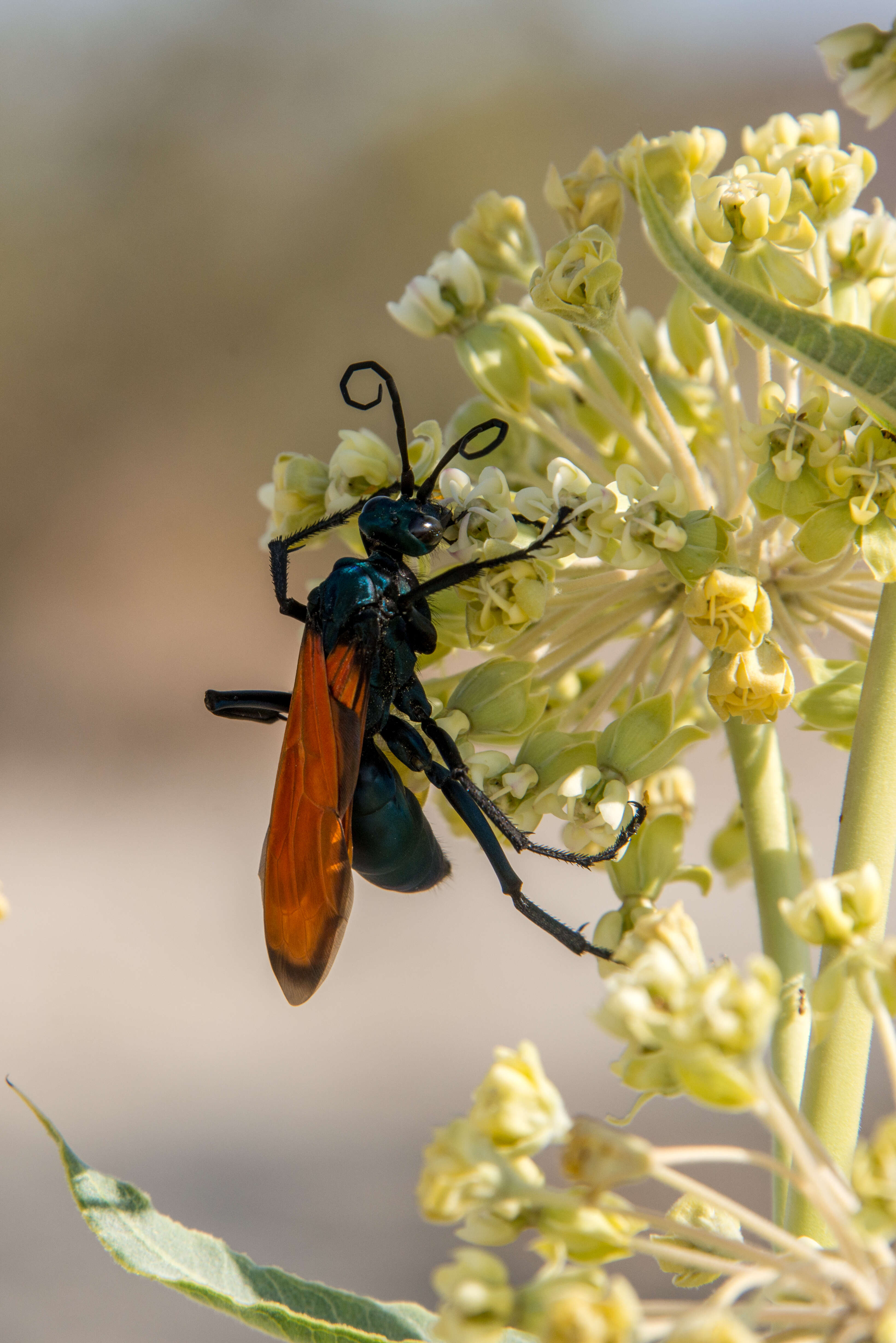 Image of Tarantula Hawks