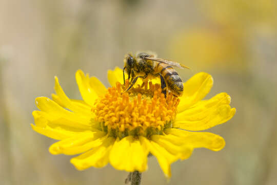 Sivun Encelia farinosa A. Gray ex Torr. kuva