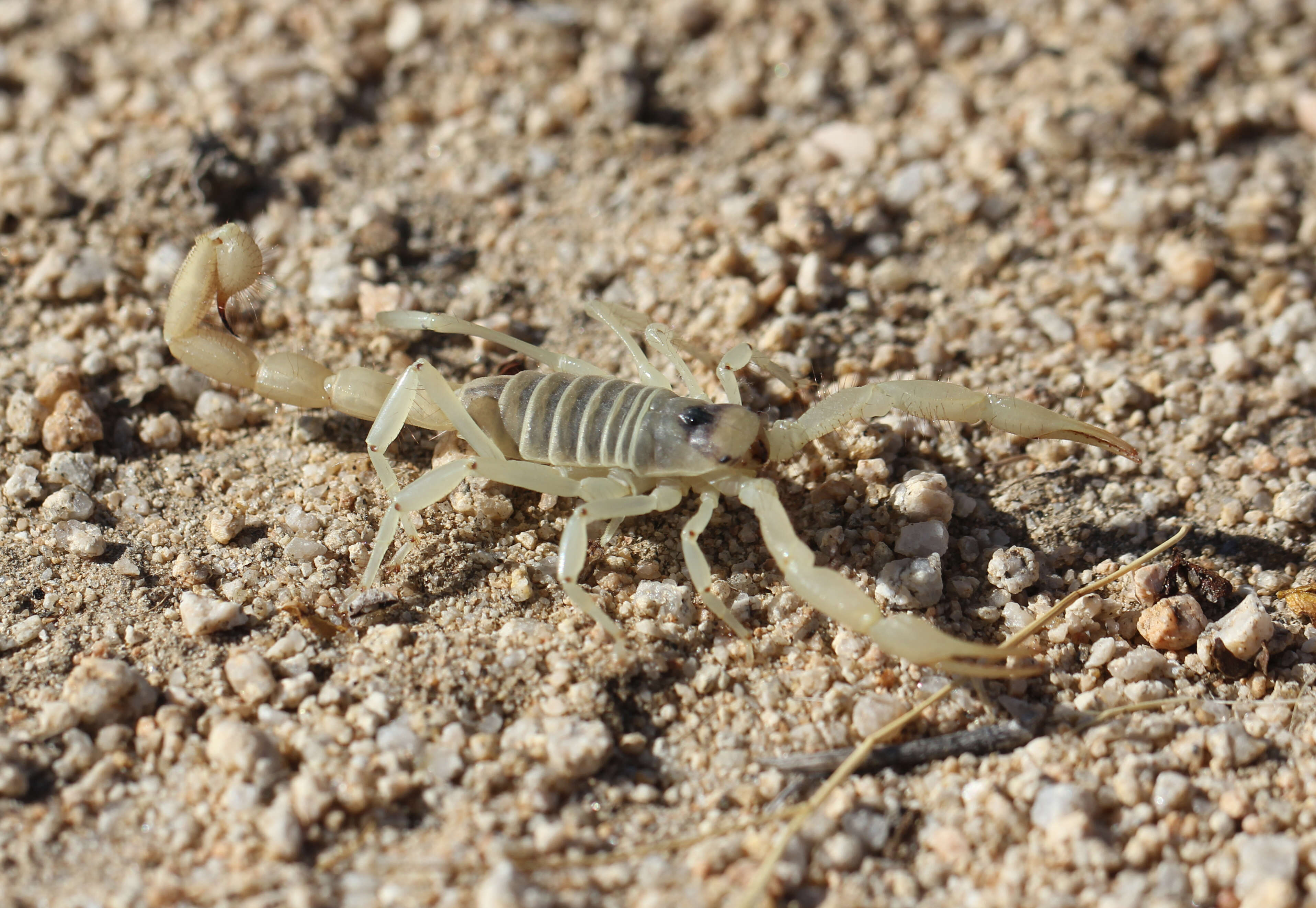 Image of Giant Hairy Scorpions