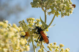 Image of Tarantula Hawks