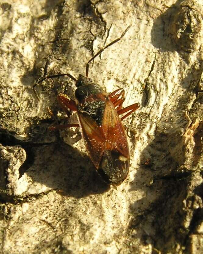 صورة Eremocoris abietis (Linnaeus 1758)