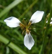 Image of Cape tulip