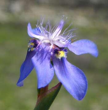 Image of Cape tulip