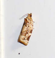 Image of Argyrotaenia confinis