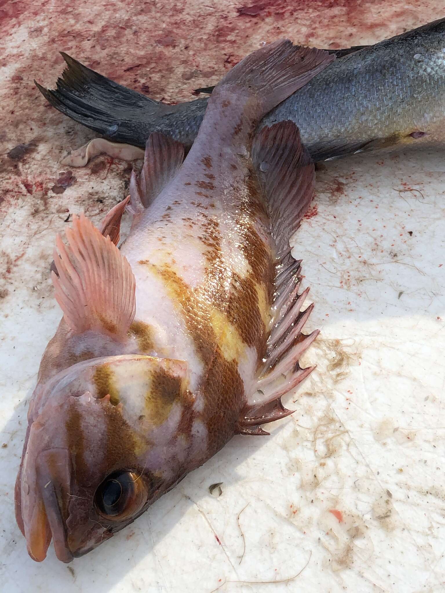 Image of Copper rockfish