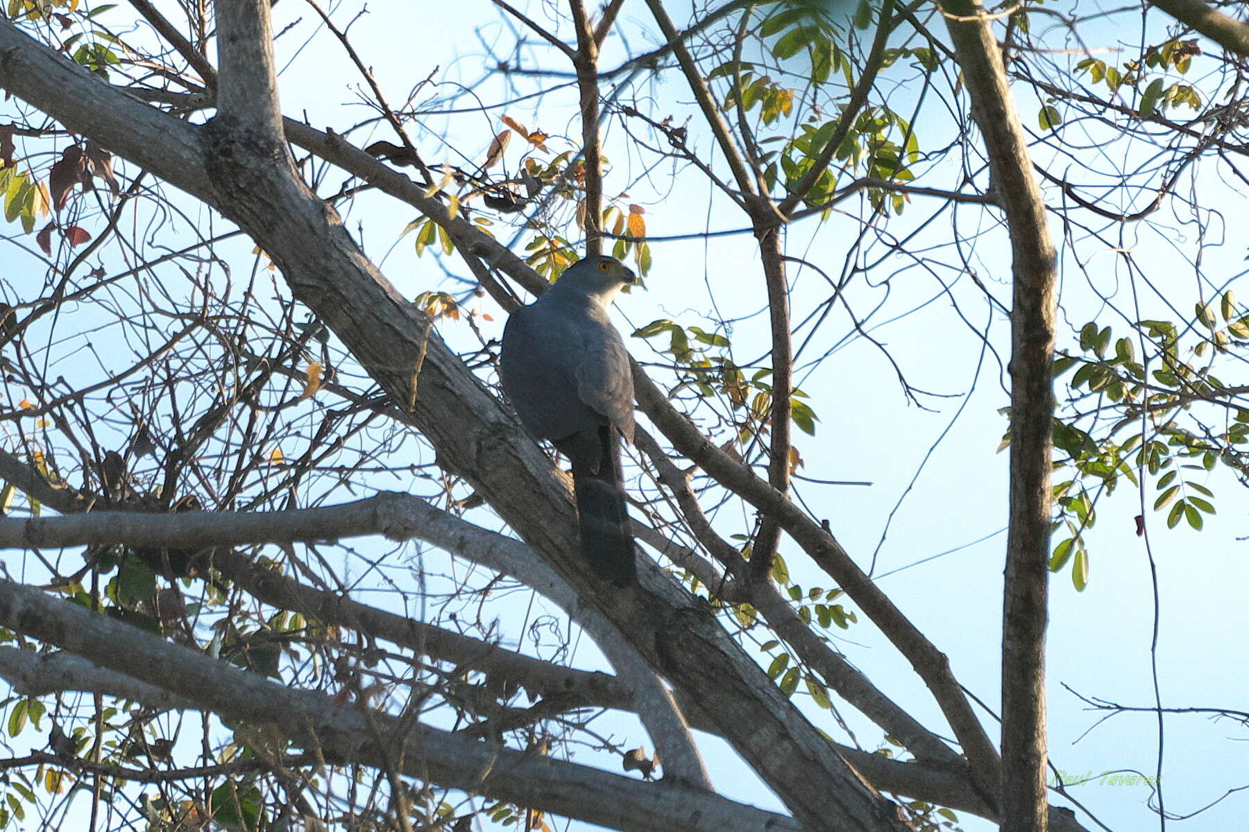 Image of Bicolored Hawk