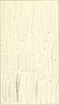 Image of Pimelodella