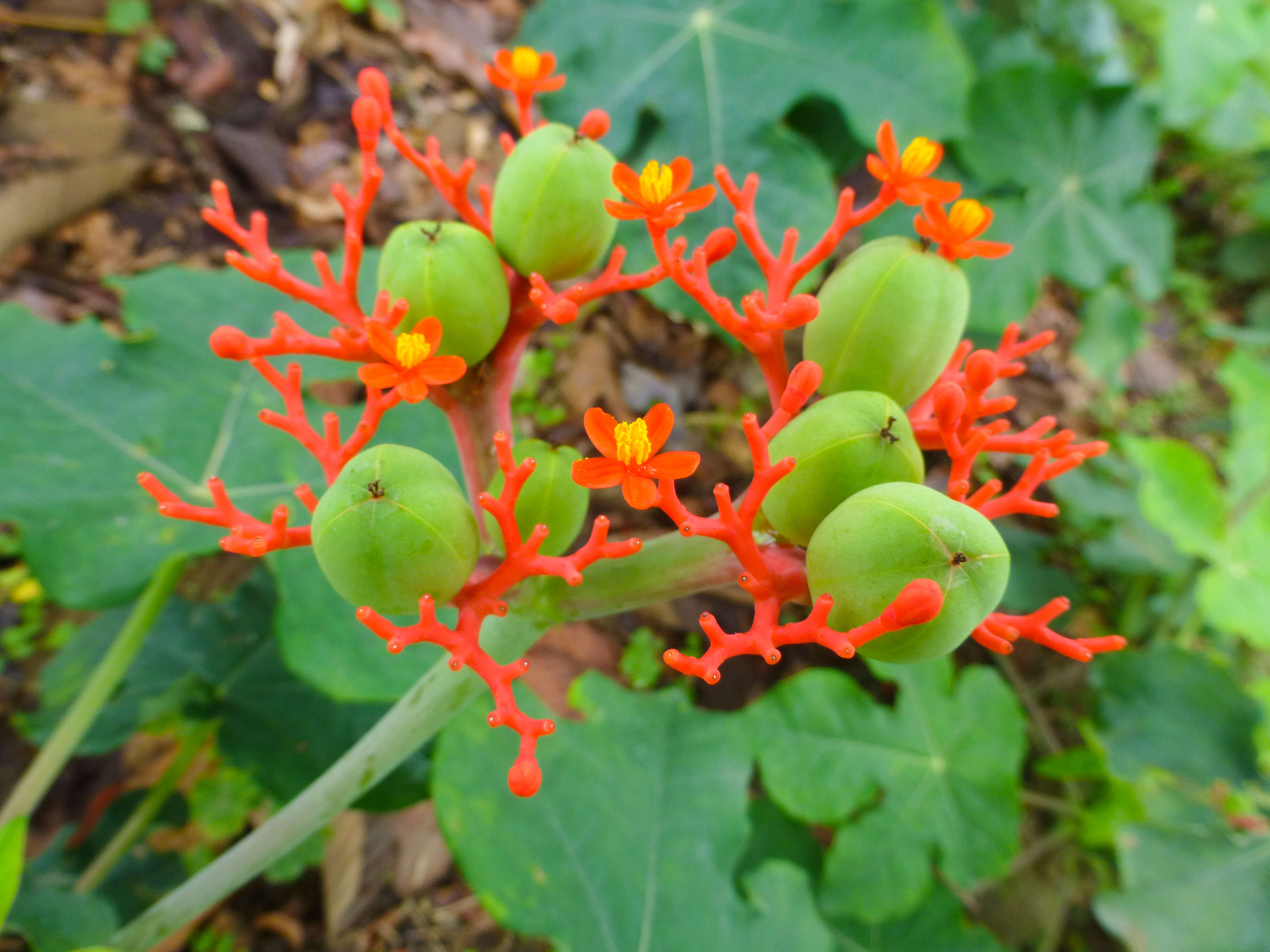 Image of goutystalk nettlespurge