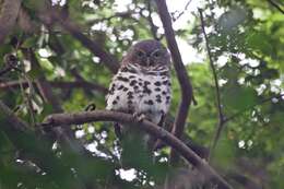 Image of Cape Barred Owlet