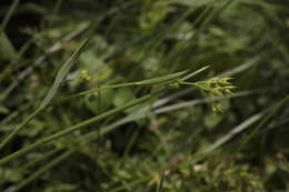 Bupleurum polyphyllum Ledeb. resmi