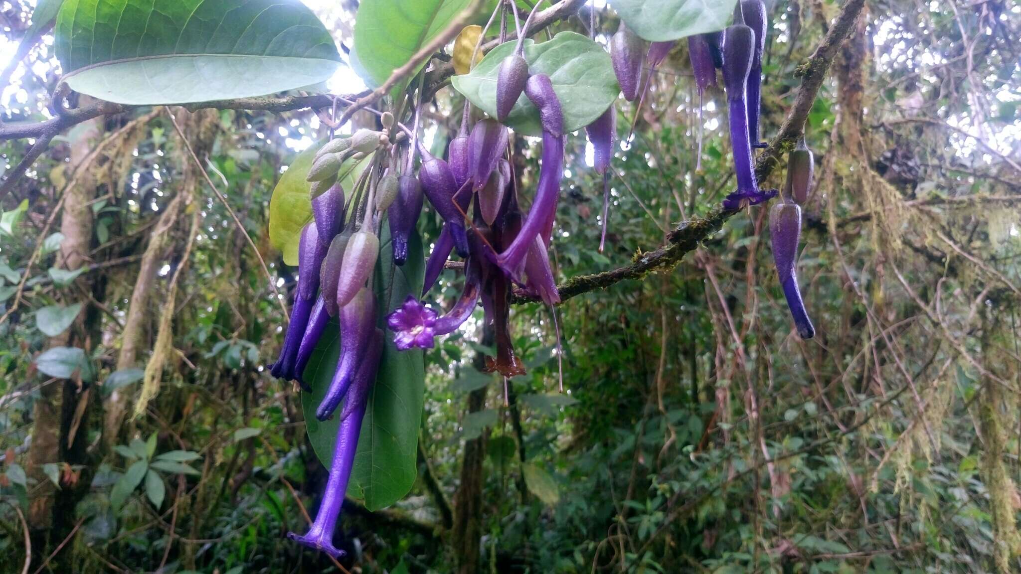 Слика од Iochroma calycina Benth.