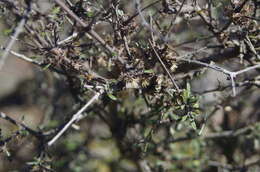 Image of Small-leaved Tree Daisy