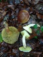 Image of Boletus ferrugineus Schaeff. 1774