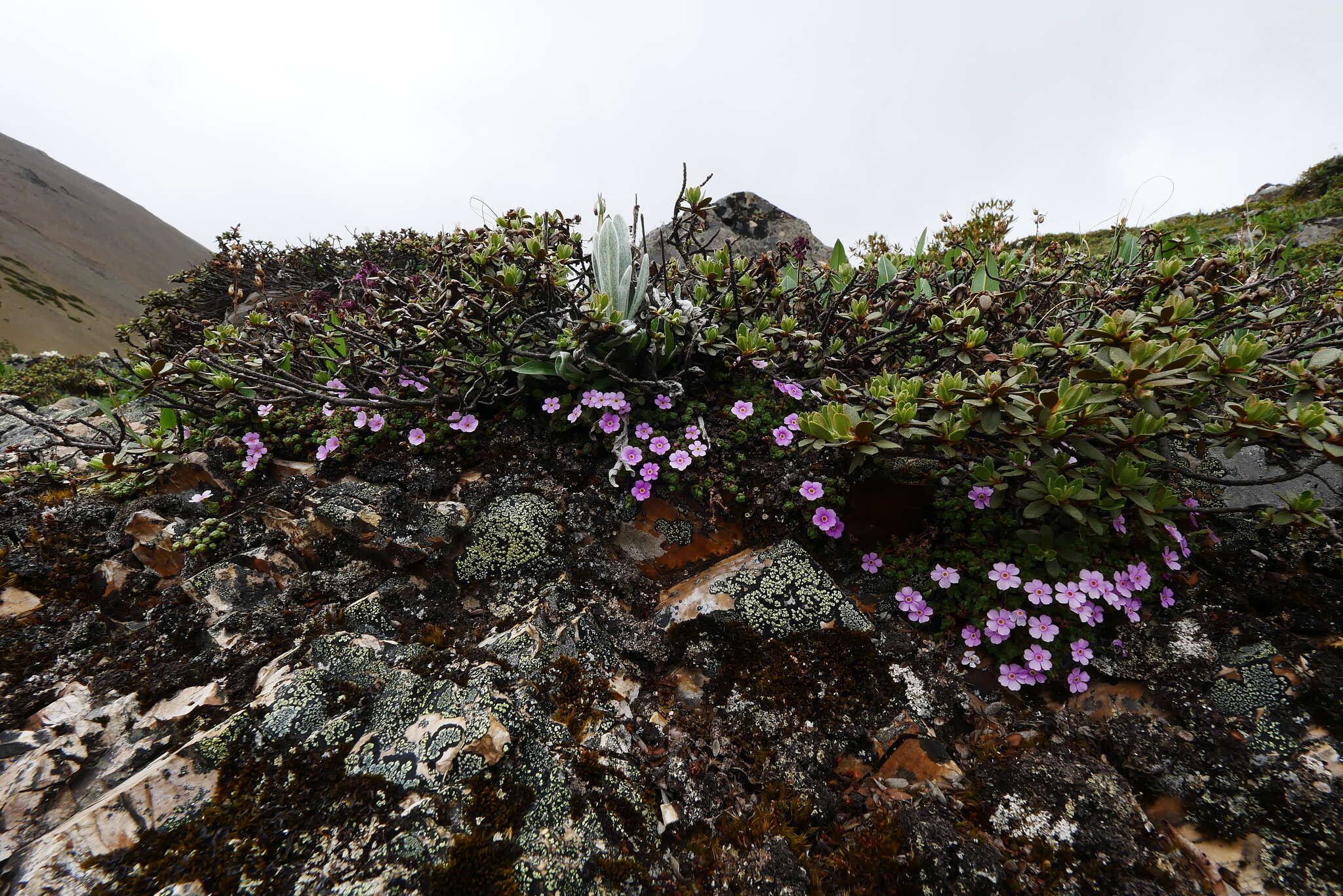 Image of Androsace delavayi Franch.