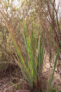 Image of Tritoniopsis nemorosa (E. Mey. ex Klatt) G. J. Lewis