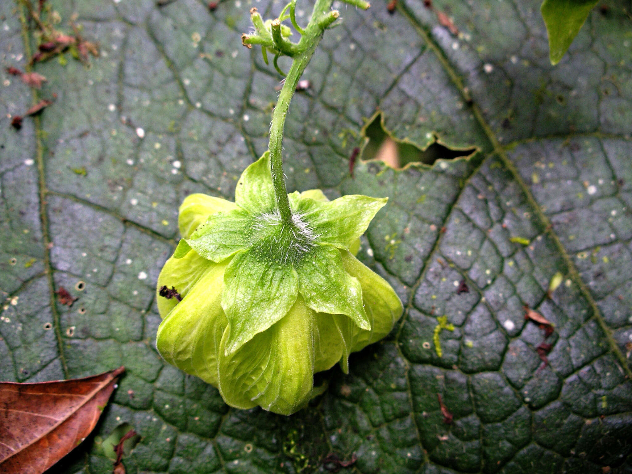 Image of Aosa grandis (Standl.) R. H. Acuña & Weigend